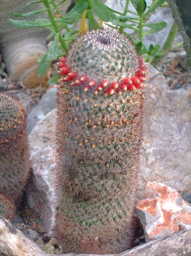 jednoducho kaktus s čelenkou