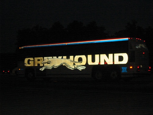 greyhound_