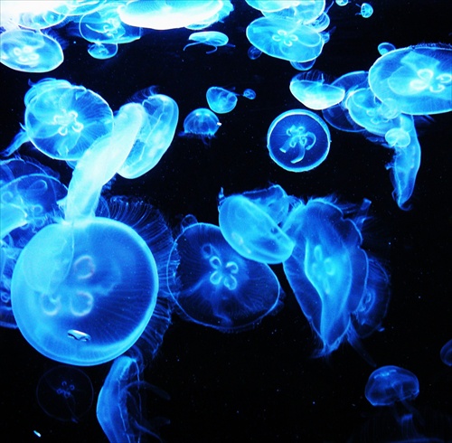 jellyfish...