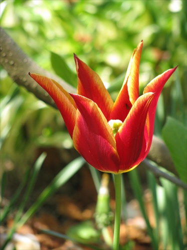 krásny tulipán....