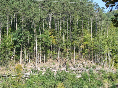 Trenčianske Teplice-Les nad mestom