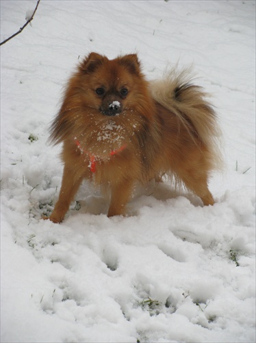 Erny má rád sneh :-)