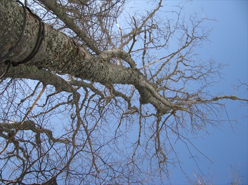 Nízke Tatry-Koruna stromu