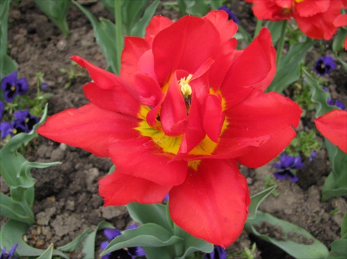 aj to je tulipán