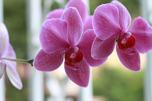 orchidey na okne