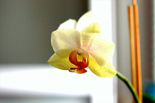 citronova phalaenopsis doladena