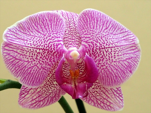 ... orchidea ...