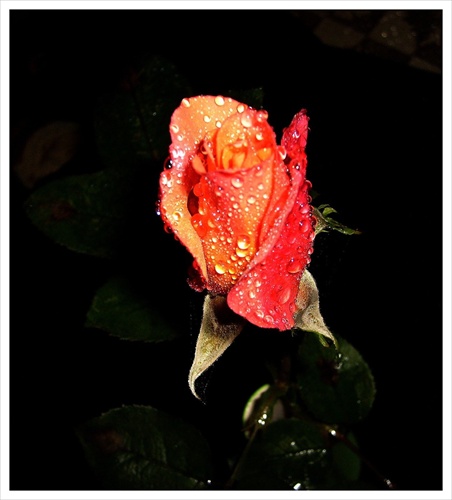 Posledná ruža