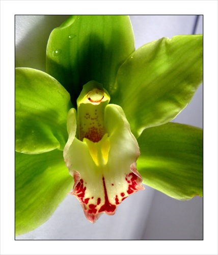 Zelená orchidea