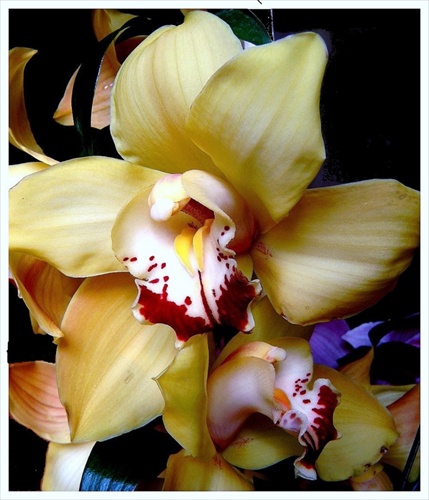 Krása orchideií