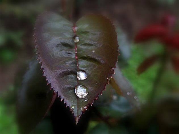 Perličky z dažďa