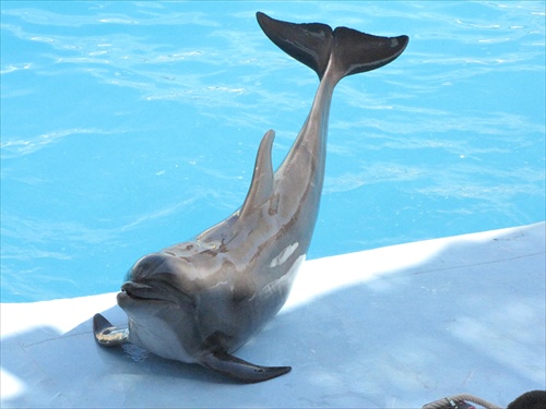 hravý delfín