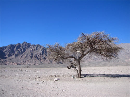 suchý v púšti