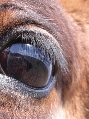 Eye of a Foal