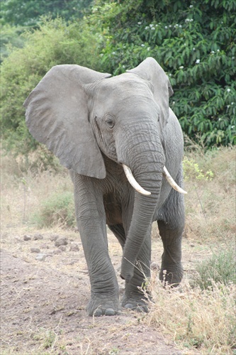 slon africky