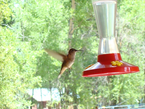 kolibrik