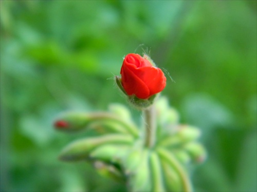 cerveny kvet