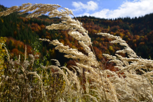 Jesenná tráva
