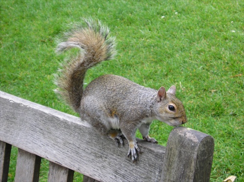 krotká veverička v Londýnskom parku