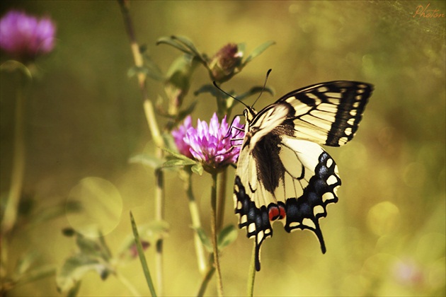 motýľí efekt