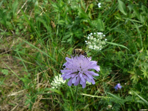 Usilovná včelička