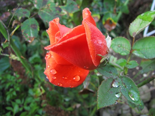 Ranná rosa II.