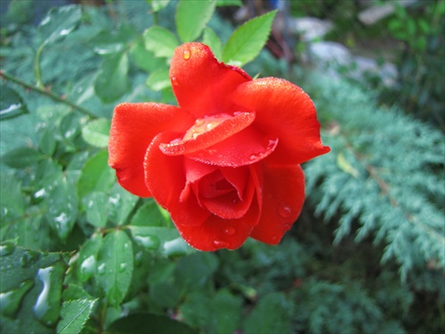 Ranná rosa III.