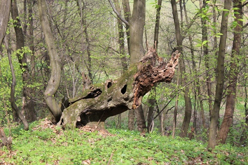 Nosorožec...pri troche fantázie