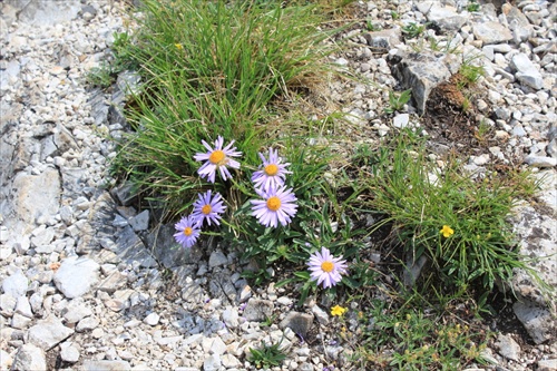 Astra alpínska-Zádielska dolina