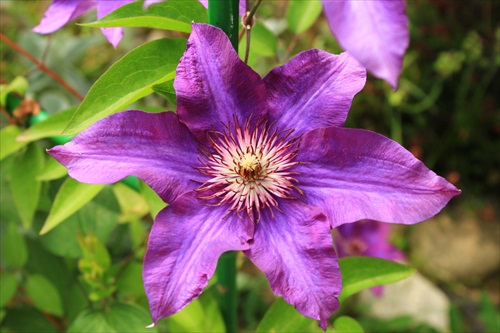 Clematis