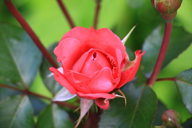Ruža II.