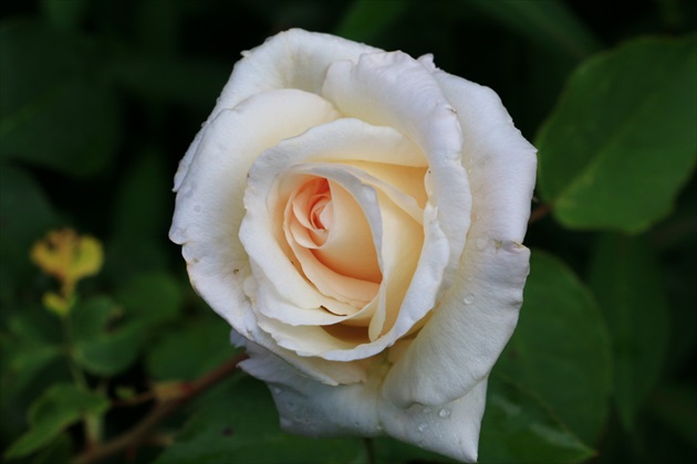 Ruža III.