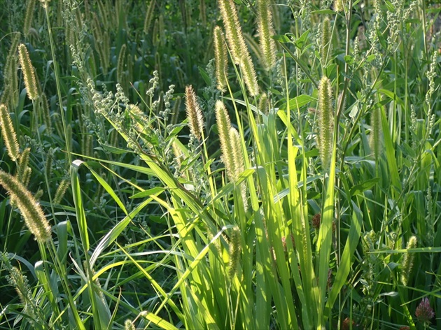 Poľná tráva