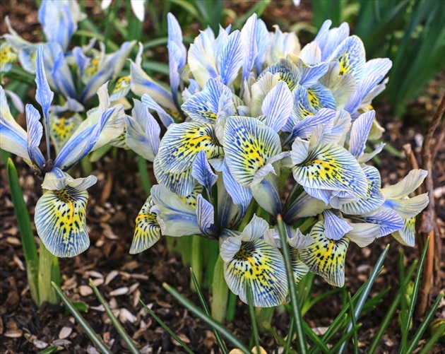 Jar v záhrade II.