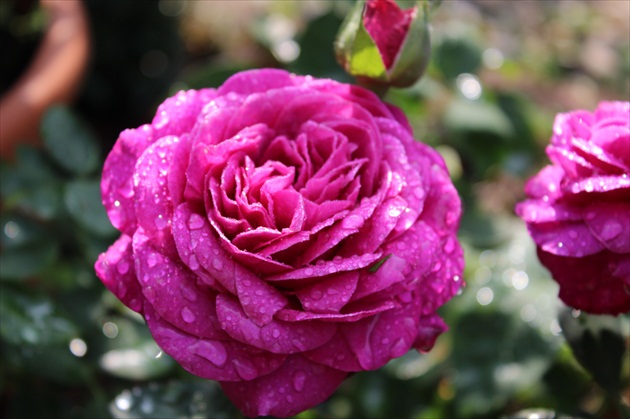 ruža Heidi Klum