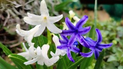 hyacinty