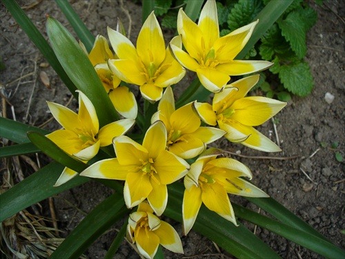 mini tulipany