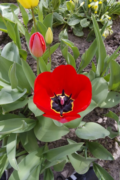 Červený Tulipán