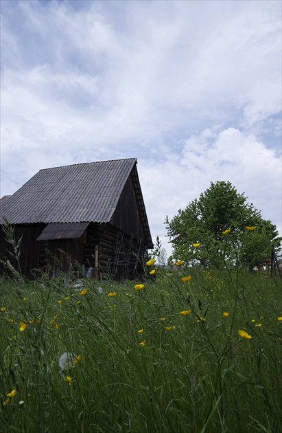 nepokosená záhrada