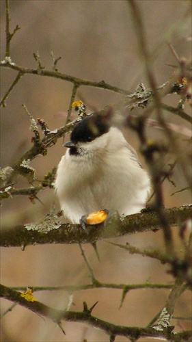 Sýkorka hôrna(Parus Palustris)