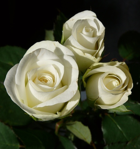 Biele ruže