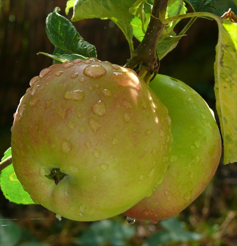 Jablková