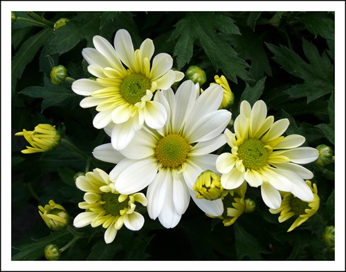 Biele chryzantémy
