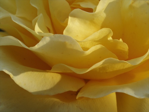 Žlté lupene ruže