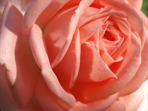 Ružová ruža