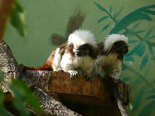 Opice z Madagaskaru