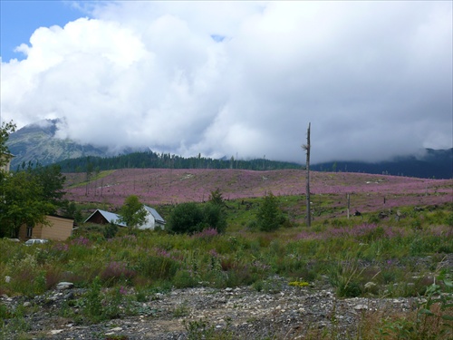 Ružová s oblakmi-Tatry