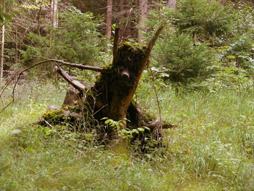 Príšera v lese