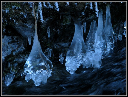 Ľadové zvonce