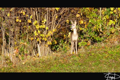 Capreolus capreolus